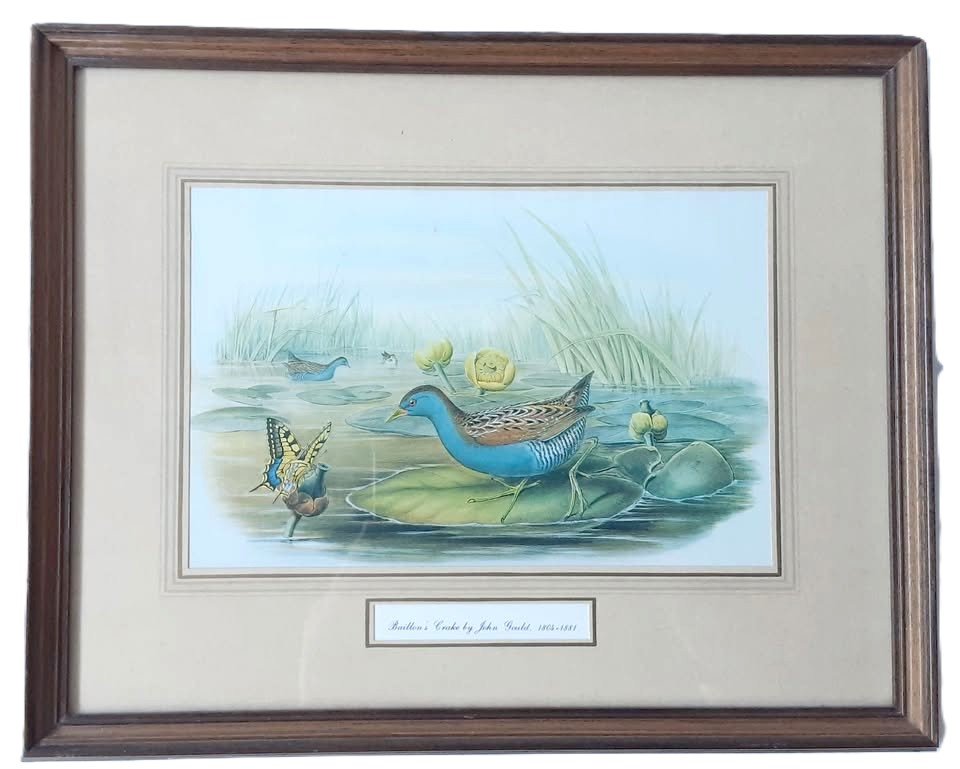 Ballions Crake By John Gould Duck Print In Wooden Frame